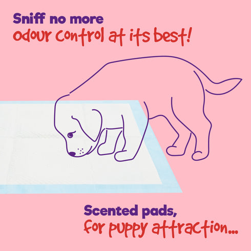 Puppy Dog/Kitten Toilet Training Pads - Pack of 50 Small